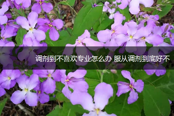 调剂到不喜欢专业怎么办 服从调剂到底好不好 调剂到不喜欢专业怎么办 服从调剂到底好不好