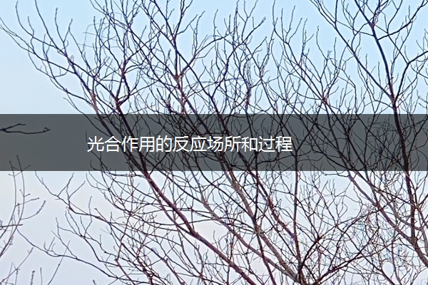 光合作用的反应场所和过程 光合作用的反应场所和过程