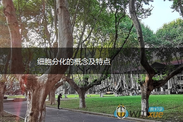 细胞分化的概念及特点