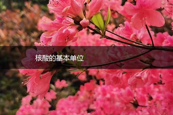 核酸的基本单位 核酸的基本单位