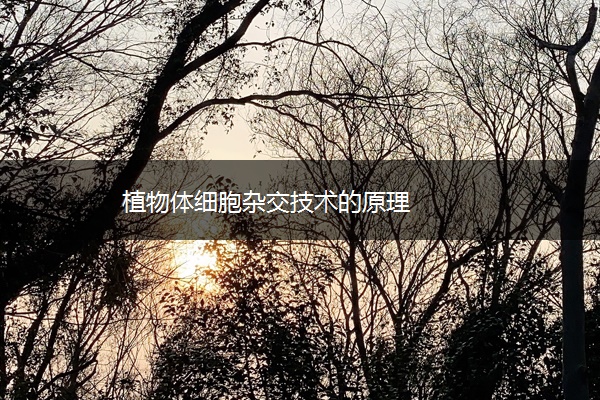 植物体细胞杂交技术的原理 植物体细胞杂交技术的原理