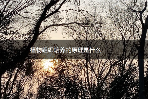 植物组织培养的原理是什么 植物组织培养的原理是什么