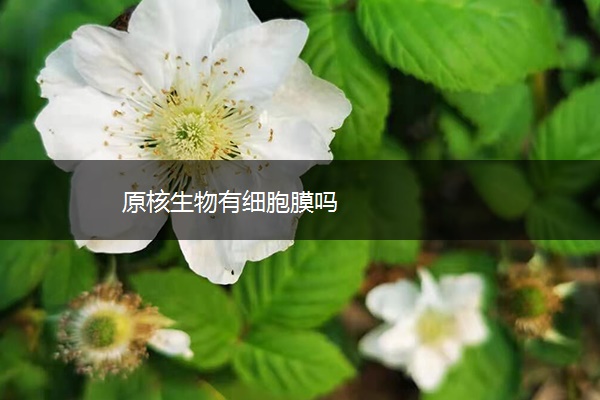 原核生物有细胞膜吗 原核生物有细胞膜吗