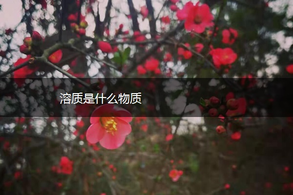 溶质是什么物质 溶质是什么物质