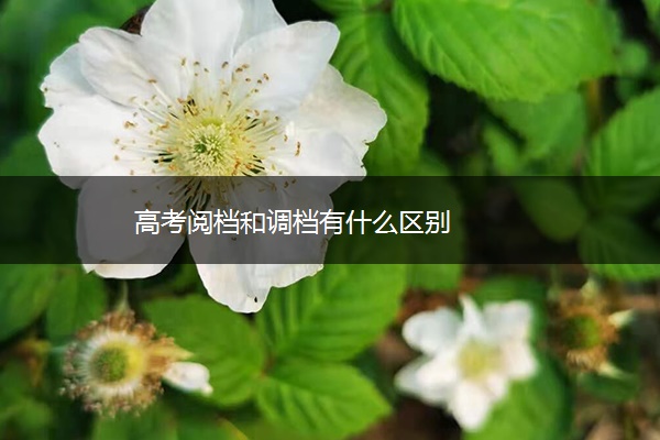 高考阅档和调档有什么区别 高考阅档和调档有什么区别